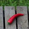 Chili Pepper Decor
